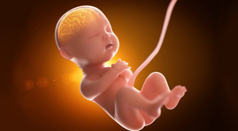 Illustration Embryo gehirn